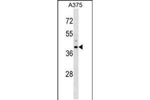 Western blot analysis in A375 cell line lysates (35ug/lane). (Snurportin 1 anticorps  (AA 200-228))