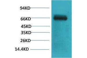 Western Blotting (WB) image for anti-Bovine Serum Albumin (BSA) antibody (ABIN3181583) (BSA anticorps)