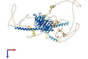 AlphaFold protein structure predicition of Mouse Recombinant Strn Protein, UniprotID O55106