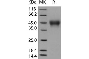Western Blotting (WB) image for Fc Fragment of IgG, Low Affinity IIIa, Receptor (CD16a) (FCGR3A) (Active) protein (His tag) (ABIN7195697)