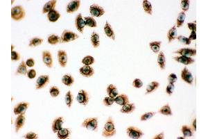Anti- Peroxiredoxin 1 Picoband antibody, ICC ICC: SMMC-7721 Cell (Peroxiredoxin 1 anticorps  (Middle Region))