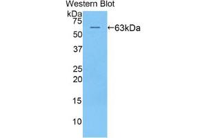 Western blot analysis of the recombinant protein. (KIR2DL2 anticorps  (AA 22-348))