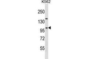Western Blotting (WB) image for anti-Nucleolar Complex Associated 3 Homolog (NOC3L) antibody (ABIN2997653) (NOC3L anticorps)