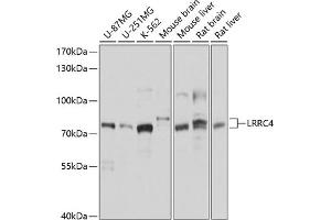 Western blot analysis of extracts of various cell lines, using LRRC4 antibody (ABIN6133394, ABIN6143343, ABIN6143344 and ABIN6214532) at 1:1000 dilution. (LRRC4 anticorps  (AA 544-653))