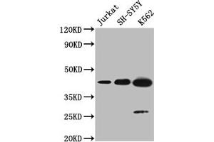 Western blot All lanes: NSUN4 antibody at 0. (NSUN4 anticorps  (AA 26-284))