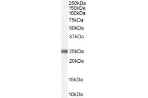 Image no. 1 for anti-Ribosomal Protein L19 (RPL19) (Internal Region) antibody (ABIN374694) (RPL19 anticorps  (Internal Region))