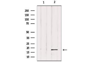 Western blot analysis of extracts from Hela, using UBD Antibody. (UBD anticorps  (Internal Region))