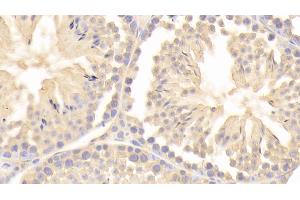 Detection of CYPA in Mouse Testis Tissue using Polyclonal Antibody to Cyclophilin A (CYPA)