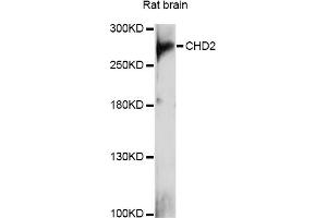 Western blot analysis of extracts of rat brain, using CHD2 antibody (ABIN6290190) at 1:1000 dilution. (CHD2 anticorps)