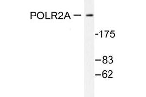 Image no. 1 for anti-RNA Polymerase II Subunit RPB1 (POLR2A) antibody (ABIN271906) (POLR2A/RPB1 anticorps)