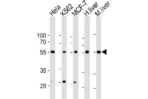 Western blot analysis of lysates from Hela, K562, MCF-7 cell line, human liver, mouse liver tissue lysate(from left to right), using BR1A Antibody (A13) f. (BMPR1A anticorps  (N-Term))