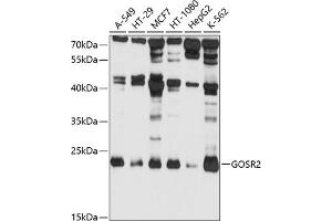 Western blot analysis of extracts of various cell lines, using GOSR2 antibody (ABIN1680068, ABIN3018813, ABIN3018814 and ABIN6220587) at 1:1000 dilution. (GOSR2 anticorps  (AA 1-190))