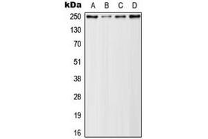 Western blot analysis of Rpb1 CTD (pSer5) expression in HeLa (A), A431 (B), NIH3T3 (C), PC12 (D) whole cell lysates. (Rpb1 CTD anticorps  (C-Term, pSer5))