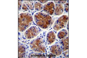 TFCP2L1 Antibody (Center) (ABIN657290 and ABIN2846376) immunohistochemistry analysis in formalin fixed and paraffin embedded human stomach tissue followed by peroxidase conjugation of the secondary antibody and DAB staining. (TFCP2L1 anticorps  (AA 222-251))