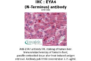 Image no. 1 for anti-Eyes Absent Homolog 4 (EYA4) (N-Term) antibody (ABIN1734196) (EYA4 anticorps  (N-Term))