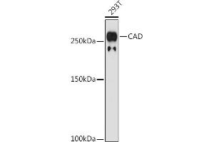 Western blot analysis of extracts of 293T cells, using CAD antibody (ABIN7266064) at 1:1000 dilution. (CAD anticorps)