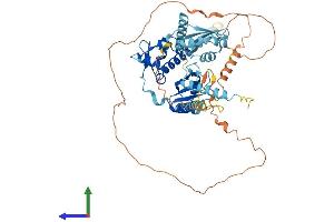 AlphaFold protein structure predicition of Mouse Recombinant Larp7 Protein, UniprotID Q05CL8