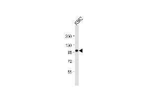 Anti-SRPK1 Antibody (N-term)at 1:2000 dilution + K562 whole cell lysate Lysates/proteins at 20 μg per lane. (SRPK1 anticorps  (N-Term))