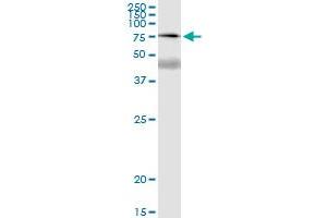 Immunoprecipitation of SSX2IP transfected lysate using anti-SSX2IP MaxPab rabbit polyclonal antibody and Protein A Magnetic Bead , and immunoblotted with SSX2IP purified MaxPab mouse polyclonal antibody (B01P) .