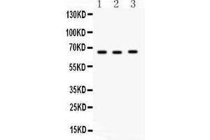 Anti-SLC19A1 Picoband antibody, Western blottingAll lanes: Anti SLC19A1  at 0. (SLC19A1 anticorps  (Middle Region))