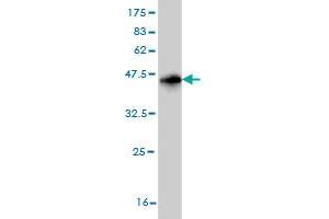 Western Blot detection against Immunogen (36.