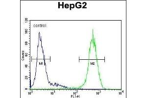 IC Antibody (Center) (ABIN655000 and ABIN2844634) flow cytometric analysis of HepG2 cells (right histogram) compared to a negative control cell (left histogram). (ICAM2 anticorps  (AA 191-218))
