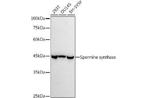 Western blot analysis of extracts of various cell lines, using (ABIN7270529) at 1:1000 dilution.