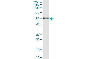 Immunoprecipitation of SH2D2A transfected lysate using anti-SH2D2A MaxPab rabbit polyclonal antibody and Protein A Magnetic Bead , and immunoblotted with SH2D2A purified MaxPab mouse polyclonal antibody (B01P) .