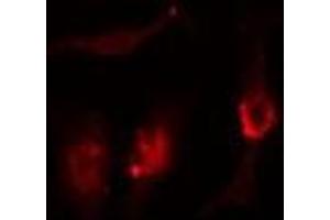 ABIN6276347 staining  293 cells by IF/ICC.