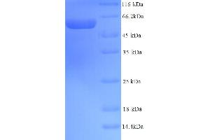 SDS-PAGE (SDS) image for Protein Disulfide Isomerase Family A, Member 2 (PDIA2) (AA 21-527) protein (His tag) (ABIN5713722)