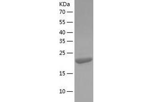 Western Blotting (WB) image for Eukaryotic Translation Initiation Factor 4H (EIF4H) (AA 1-248) protein (His-IF2DI Tag) (ABIN7122855)