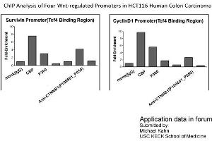 Image no. 5 for anti-Catenin (Cadherin-Associated Protein), beta 1, 88kDa (CTNNB1) (C-Term) antibody (ABIN2792527)