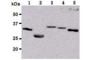 Western Blotting (WB) image for anti-Red Fluorescent Protein (RFP) antibody (ABIN1449291) (RFP anticorps)