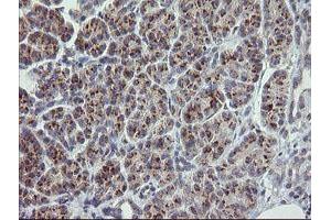 Image no. 1 for anti-RAB30, Member RAS Oncogene Family (RAB30) antibody (ABIN1500557)