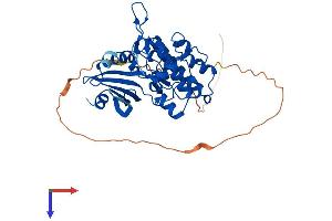 AlphaFold protein structure predicition of Mouse Recombinant Tssk1b Protein, UniprotID Q61241