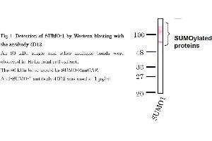 Western Blotting (WB) image for anti-Small Ubiquitin Related Modifier Protein 1 (SUMO1) (full length) antibody (ABIN2452138) (SUMO1 anticorps  (full length))