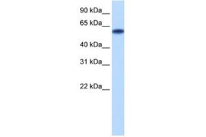 WB Suggested Anti-ZNF394 Antibody Titration: 0. (ZNF394 anticorps  (N-Term))