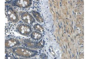 Used in DAB staining on fromalin fixed paraffin- embedded kidney tissue (APOB anticorps  (AA 2747-2913))