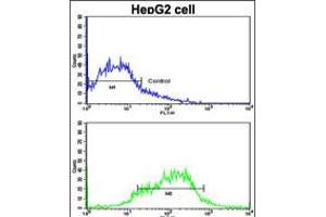 Flow cytometric analysis of HepG2 cells using EphA1 Antibody (bottom histogram) compared to a negative control cell (top histogram).