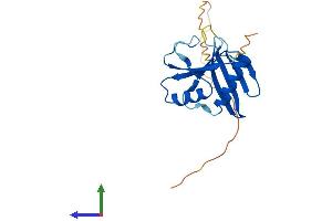 AlphaFold protein structure predicition of Mouse Recombinant Oaz2 Protein, UniprotID O08608