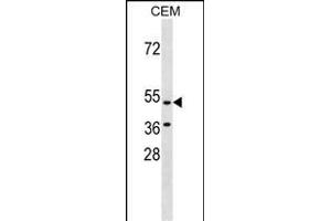 GPR109B Antibody (N-term) (ABIN1539572 and ABIN2838266) western blot analysis in CEM cell line lysates (35 μg/lane). (GPR109B anticorps  (N-Term))