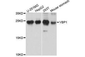 Western blot analysis of extracts of various cells, using VBP1 antibody. (VBP1 anticorps)
