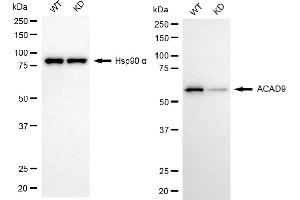 Western blotting analysis using ACAD9 antibody (ABIN7797495).