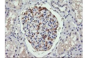 Image no. 2 for anti-Chromosome 4 Open Reading Frame 22 (C4orf22) antibody (ABIN1497057) (C4orf22 anticorps)