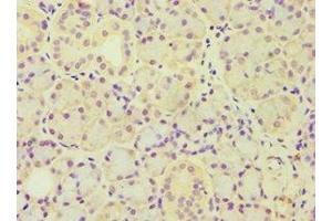Immunohistochemistry of paraffin-embedded human pancreatic tissue using ABIN7143446 at dilution of 1:100