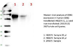 Image no. 1 for CD82 (human): 293T Lysate (ABIN1112259)