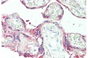Immunohistochemistry of rabbit anti-Plasminogen Activator 2 antibody (ABIN349627).