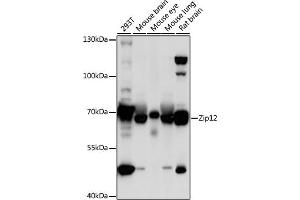 Western blot analysis of extracts of various cell lines, using Zip12 antibody (ABIN7270457) at 1:1000 dilution. (SLC39A12 anticorps  (AA 1-100))