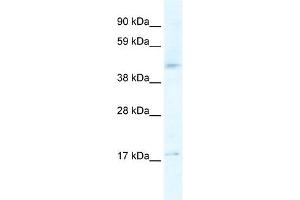 HTR1F antibody (20R-1347) used at 0. (HTR1F anticorps  (N-Term))