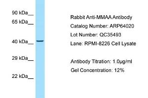 Western Blotting (WB) image for anti-Methylmalonic Aciduria (Cobalamin Deficiency) Type A (MMAA) (N-Term) antibody (ABIN2789699) (MMAA anticorps  (N-Term))